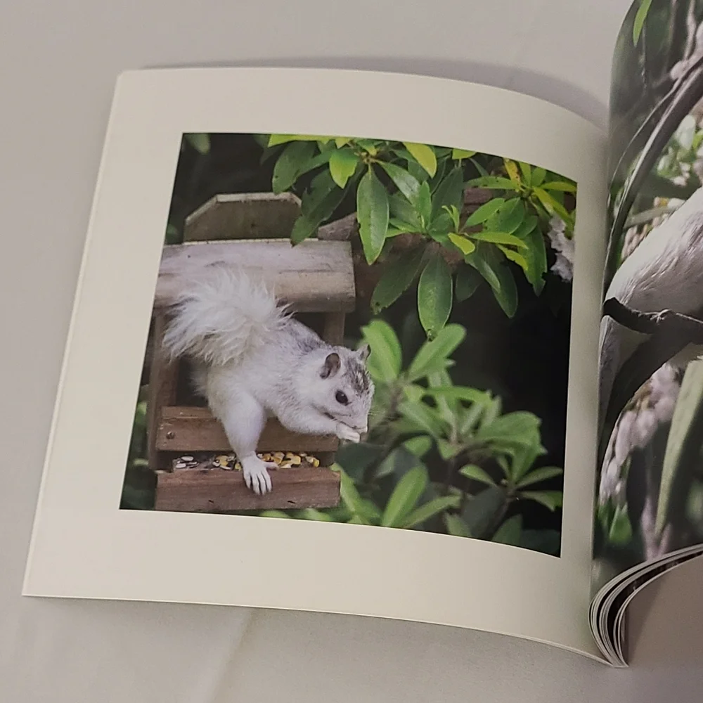 Book The White Squirrels Of North Carolina By Don Weiser 👓
